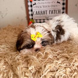 Lexi - Liver and white female Shih Tzu puppy in Hibbing, Minnesota from Iron Range Shih Tzu and Puppies
