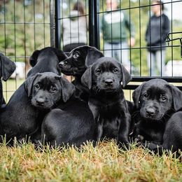Labrador Retriever Puppies from Southern Oak Kennels - North