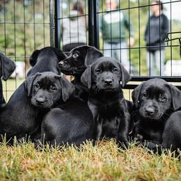 Labrador Retriever Puppies from Southern Oak Kennels - North