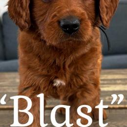 Blast - Red  male Goldendoodle puppy in Lake City, Florida from North Florida Poodles and Doodles