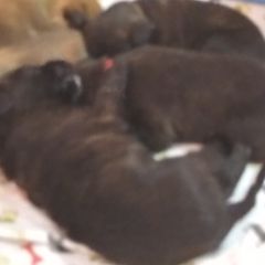 Berger Picard Puppies from Touche Rose