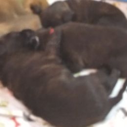 Berger Picard Puppies from Touche Rose