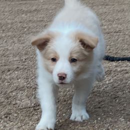 Smiley - Gold male Border Collie puppy in Mt. Jackson, Virginia from Timeless Border Collies