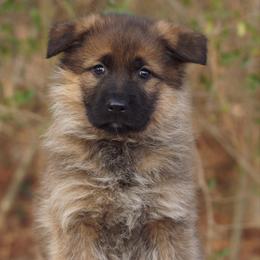 Rose - Sable female German Shepherd puppy in Middlesex, North Carolina from Ace of Hearts K9’s