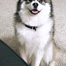 Milo - Pomsky