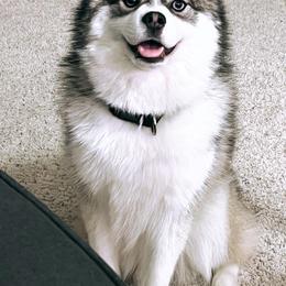 Milo - Pomsky