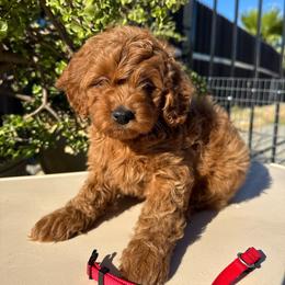 Girl 1 - Red  female Goldendoodle puppy in Sacramento, California from Golden doodles  Lovers