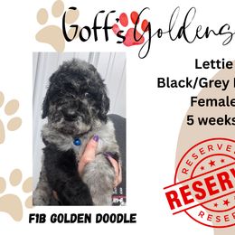 Lettie - Merle female Goldendoodle puppy in Falls City, Nebraska from Goff’s Goldens
