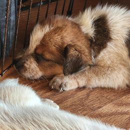 Australian Cattle Dog Puppies from Lazy I Cattle Dogs