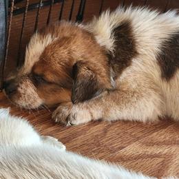 Australian Cattle Dog Puppies from Lazy I Cattle Dogs