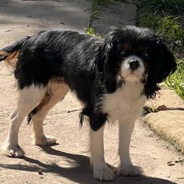 Zoey - Cavalier King Charles Spaniel