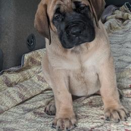 Mastiff Puppies from Cedarhills