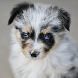 Australian Shepherd, Miniature American Shepherd, Miniature Australian Shepherd, and Toy Australian Shepherd Puppies from Painted Blue Aussies