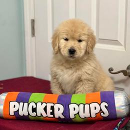 Slippers - Golden female Golden Retriever puppy in Saint Pauls, North Carolina from Copperfield’s Goldens