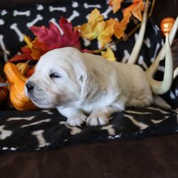 Art - Golden male Golden Retriever puppy in Fredericksburg, Ohio from Golden family companion's