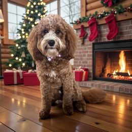 Reacher - Goldendoodle