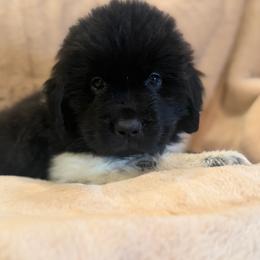 Aspen - White and black male Newfoundland puppy in Brandenburg, Kentucky from Amanda's Newfoundlands