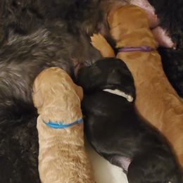 Poodle Puppies from Deborah Busch Poodles