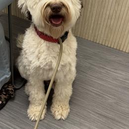 Australian Labradoodle Puppies from Liberty Hill Labradoodles