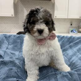 Charlotte - Merle female Bernedoodle puppy in Herriman, Utah from Rose canyon doodles