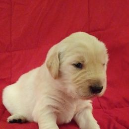 Golden Retrievers from Alicia Thompson's Golden Retrievers