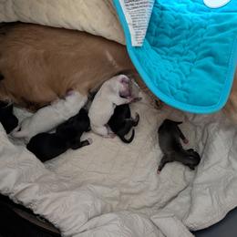 1 white toes - Black and cream male Dachshund puppy in Central Point, Oregon from MRS Long Dog Ranch