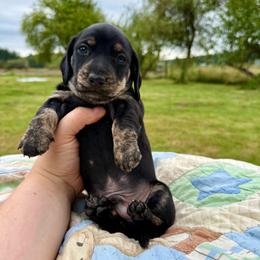Blue collar - Black and cream male Dachshund puppy in Onalaska, Washington from FairyTail Dachshunds