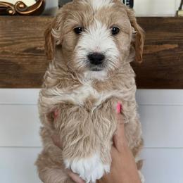 Scottie - Cream male Goldendoodle puppy in Lindon, Utah from Ruby’s Minidoodles LLC