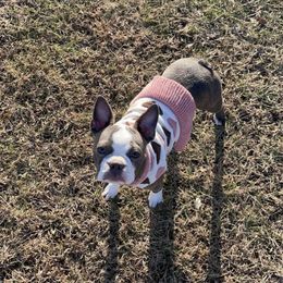 Nala - Boston Terrier