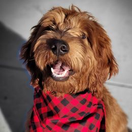 Copper - Goldendoodle