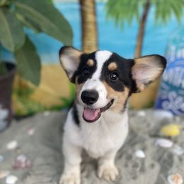 American Corgi and Pembroke Welsh Corgi Puppies from SoCal Native Corgis
