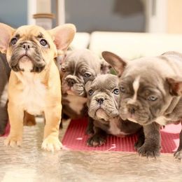 French Bulldog Puppies from Dior Dogs