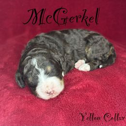 McGee - Tri-color female Bernedoodle puppy in Gentry, Arkansas from WWBar Bernedoodles