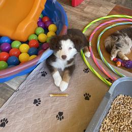 Miniature Australian Shepherd Puppies from Integrity Aussies Tx