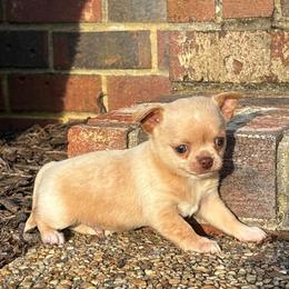 JJ - Cream male Chihuahua puppy in Gloucester, Virginia from Charlotte's Web of Chihuahuas