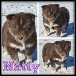 Netty - Red and white female Siberian Husky puppy in Wheeler, Michigan from Haase Family Kennels