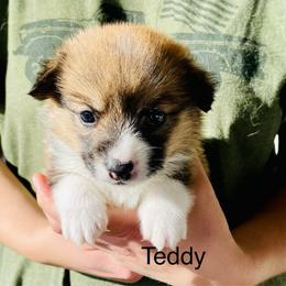 Teddy - Red male Pembroke Welsh Corgi puppy in Grenada, California from California Corgi Butts