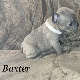 French Bulldog Puppies from Fabled Frenchies