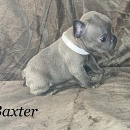 French Bulldog Puppies from Fabled Frenchies