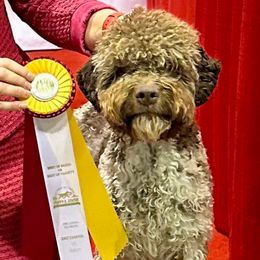 Nala - Lagotto Romagnolo