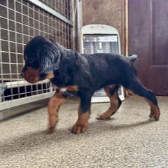 Boy 2 - Black and tan male Gordon Setter puppy in Saint Francis, Minnesota from Jodi's Kennel