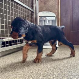Boy 2 - Black and tan male Gordon Setter puppy in Saint Francis, Minnesota from Jodi's Kennel