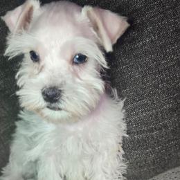 Boy 1 - White male Miniature Schnauzer puppy in Calera, Alabama from Burnett Cove Kennels