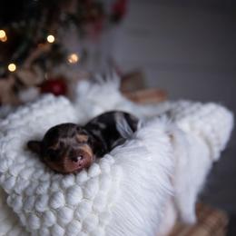 Holly - Dapple female Dachshund puppy in Iola, Texas from Whiskey River Dachshunds