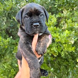 Smoke - Red brindle female Bullmastiff puppy in San Antonio, Texas from Blushing Dawn Bullmastiffs