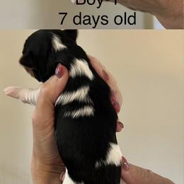 Boy - Black tan and white male Biewer Terrier puppy in Chester, South Carolina from Classic Biewers