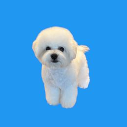 Bichon Frise puppies from Calvada Danes and Bichons