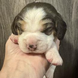 Aqua Boy - Black white and tan male Beagle puppy in Viper, Kentucky from Mountain Top