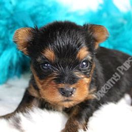 Biewer Terrier and Yorkshire Terrier Puppies from Dreamy Pups