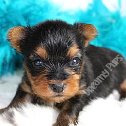 Biewer Terrier and Yorkshire Terrier Puppies from Dreamy Pups